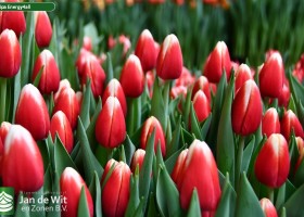 Tulipa Energy4all ® (2)